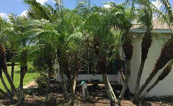 Tree and Shrub Trimming Services in Palm Bay, West Melborne, Melborne, Indialantic, and Melborne Beach, Florida