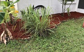 Lawn Maintenance Services in Palm Bay, West Melborne, Melborne, Indialantic, and Melborne Beach, Florida